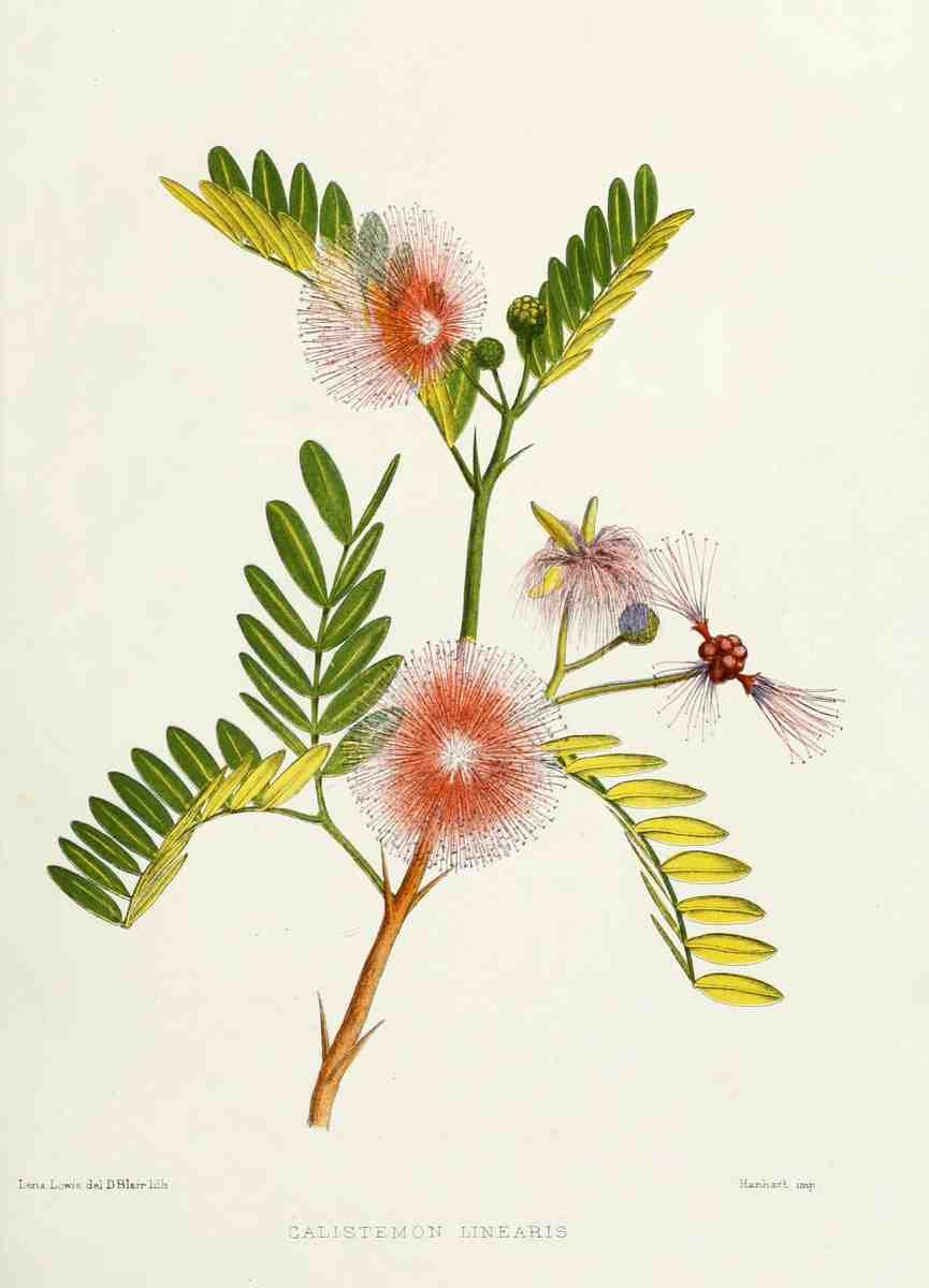 Familiar Indian Flowers 1878 Calistemon Linearis A4 Photo Print