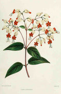 Familiar Indian Flowers 1878 Clerodendron A4 Photo Print