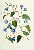 Familiar Indian Flowers 1878 Convolvulus Pentanthus A4 Photo Print