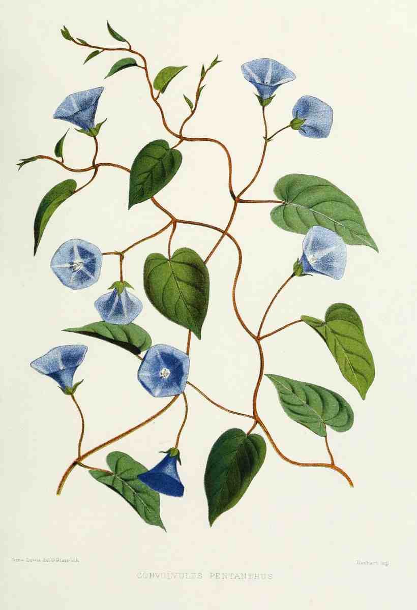 Familiar Indian Flowers 1878 Convolvulus Pentanthus A4 Photo Print
