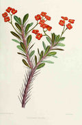 Familiar Indian Flowers 1878 Euphorbia Bojeri A4 Photo Print