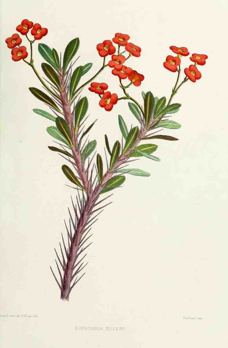 Familiar Indian Flowers 1878 Euphorbia Bojeri A4 Photo Print