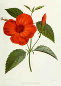 Familiar Indian Flowers 1878 Hibiscus Rosa Linensis A4 Photo Print