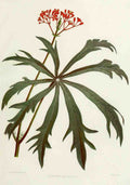 Familiar Indian Flowers 1878 Jatropha Multifida A4 Photo Print