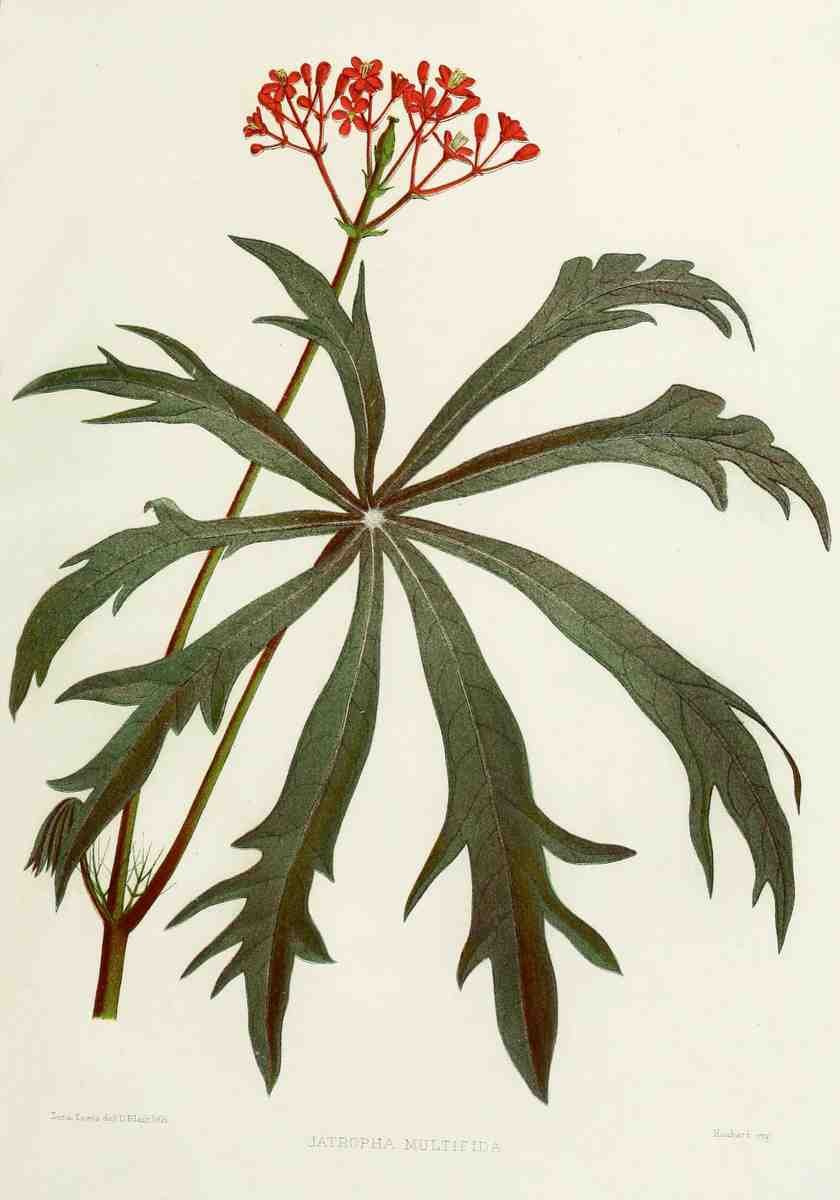 Familiar Indian Flowers 1878 Jatropha Multifida A4 Photo Print