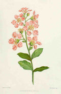 Familiar Indian Flowers 1878 Lagerstromia Indica A4 Photo Print