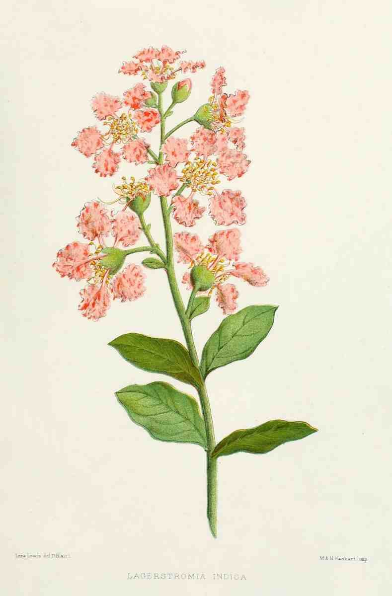 Familiar Indian Flowers 1878 Lagerstromia Indica A4 Photo Print