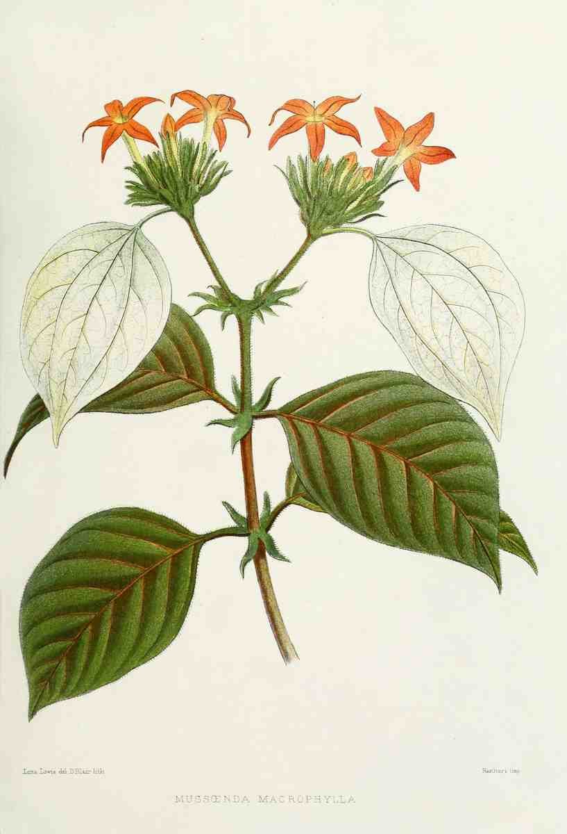 Familiar Indian Flowers 1878 Mussoenda Macrophylla A4 Photo Print