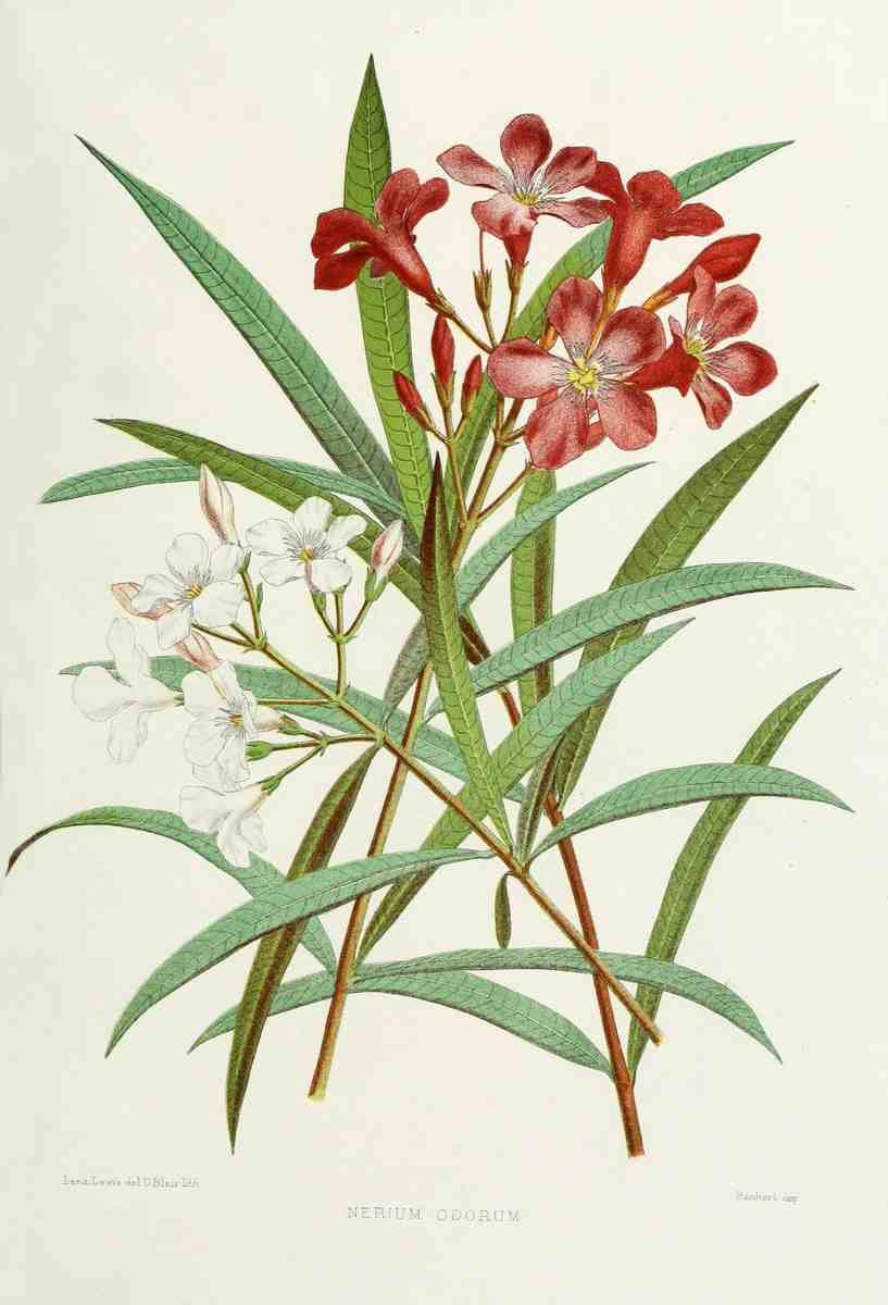 Familiar Indian Flowers 1878 Nerium Odorum A4 Photo Print