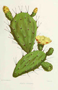Familiar Indian Flowers 1878 Opuntia Vulgaris Cactus A4 Photo Print