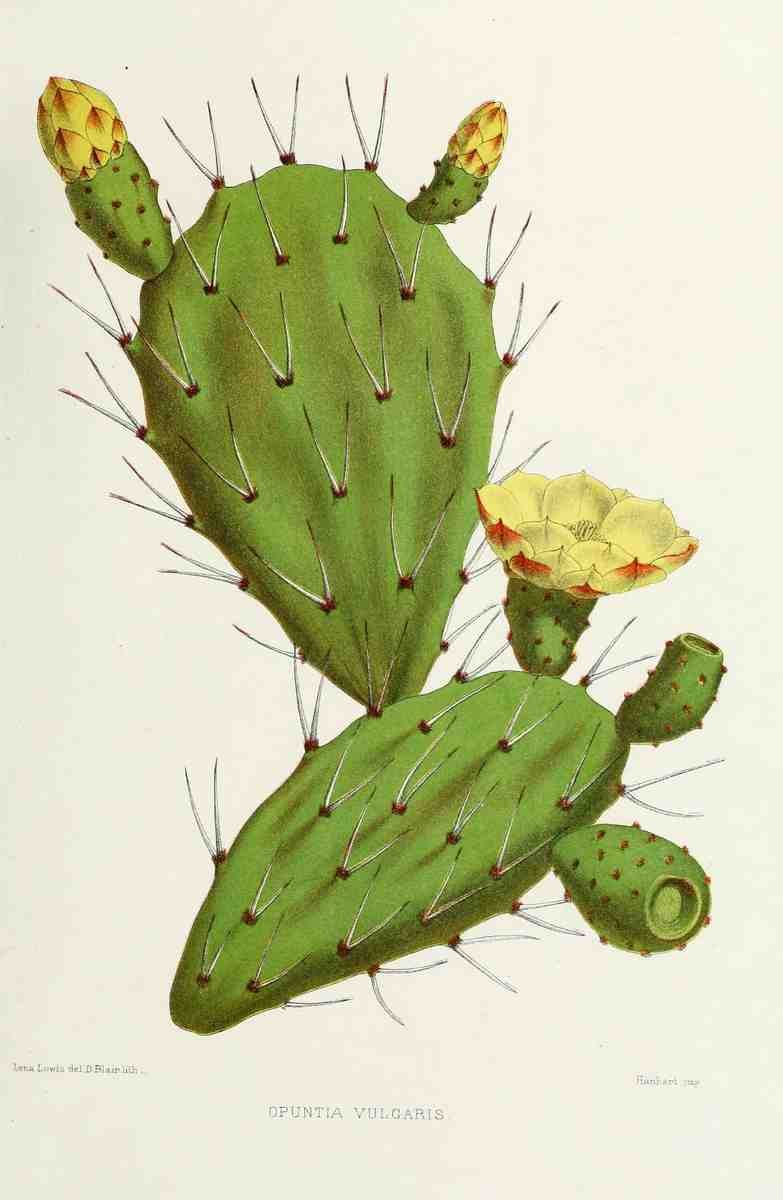 Familiar Indian Flowers 1878 Opuntia Vulgaris Cactus A4 Photo Print