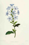 Familiar Indian Flowers 1878 Plumbago Capensis A4 Photo Print