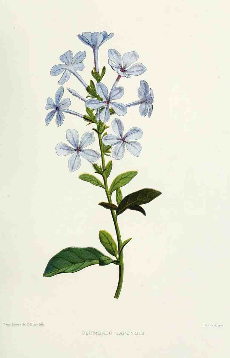 Familiar Indian Flowers 1878 Plumbago Capensis A4 Photo Print