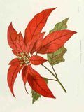 Familiar Indian Flowers 1878 Poinsettia A4 Photo Print