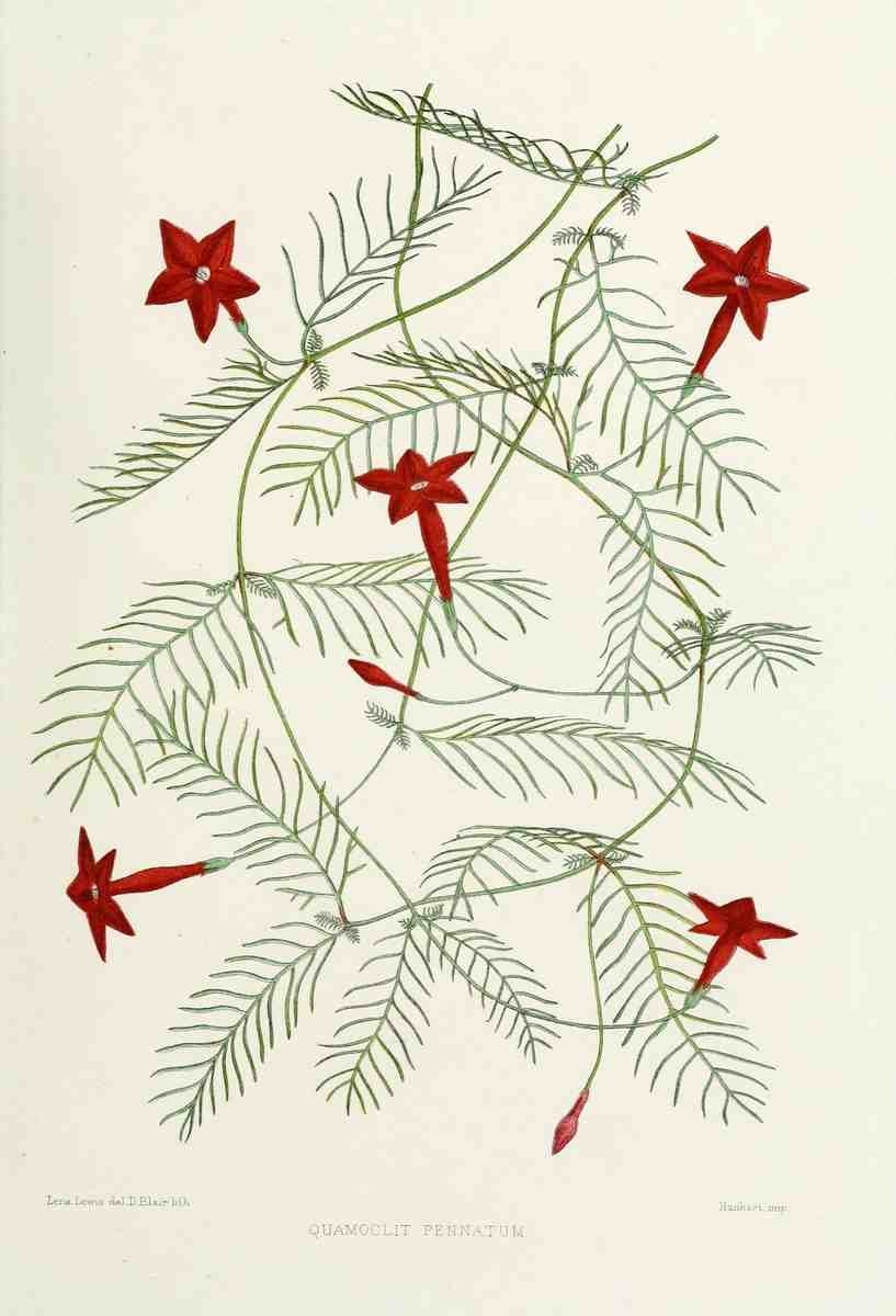 Familiar Indian Flowers 1878 Quamoclit Pennatum A4 Photo Print