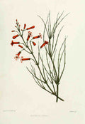 Familiar Indian Flowers 1878 Russelia Juncea A4 Photo Print