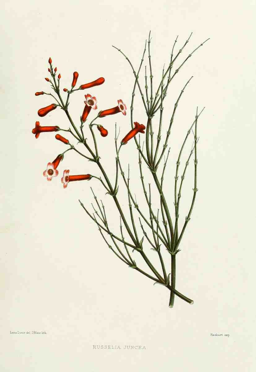 Familiar Indian Flowers 1878 Russelia Juncea A4 Photo Print