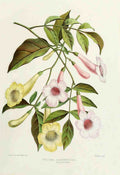 Familiar Indian Flowers 1878 Tecoma Jasminoides Velutina A4 Photo Print