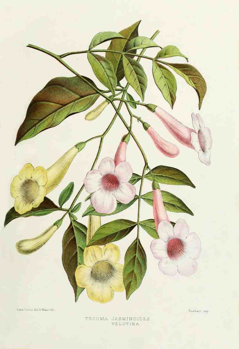 Familiar Indian Flowers 1878 Tecoma Jasminoides Velutina A4 Photo Print