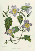 Familiar Indian Flowers 1878 Thunbergia Laurifolia A4 Photo Print