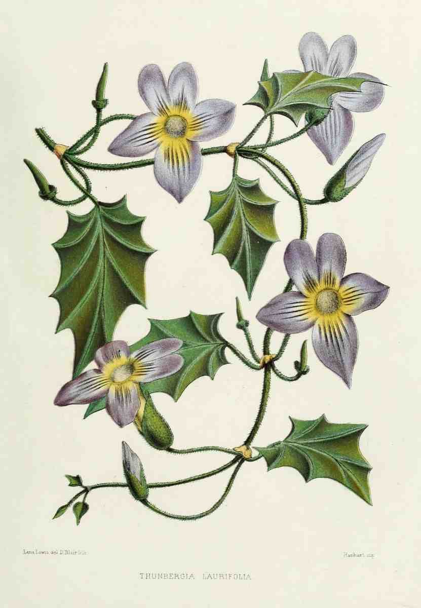 Familiar Indian Flowers 1878 Thunbergia Laurifolia A4 Photo Print