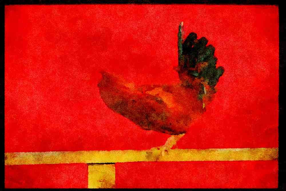 Farm Animals 066001 Rooster A4 Limited Edition Watercolour Print