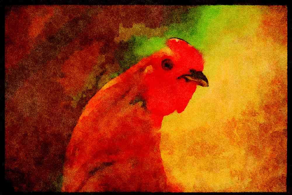Farm Animals 066002 Rooster A4 Limited Edition Watercolour Print