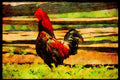Farm Animals 066003 Rooster A4 Limited Edition Watercolour Print