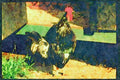 Farm Animals 066004 Rooster A4 Limited Edition Watercolour Print