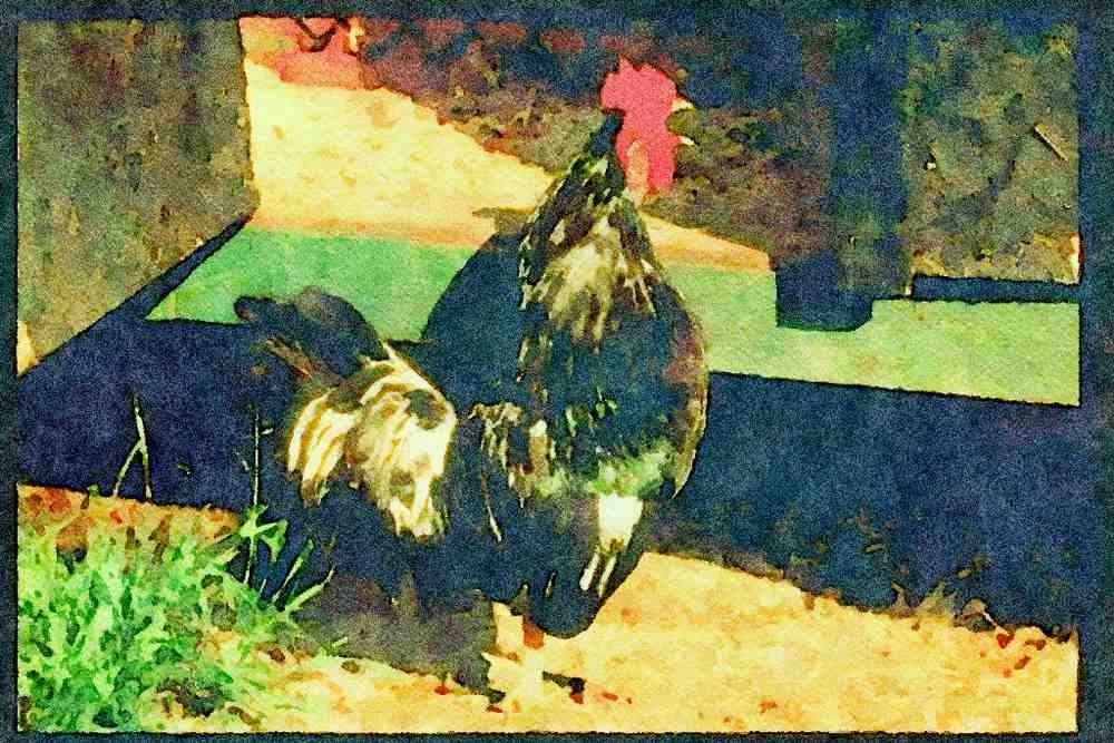 Farm Animals 066004 Rooster A4 Limited Edition Watercolour Print