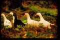 Farm Animals 066005 Domestic Ducks A4 Limited Edition Watercolour Print