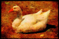 Farm Animals 066006 Domestic Goose A4 Limited Edition Watercolour Print
