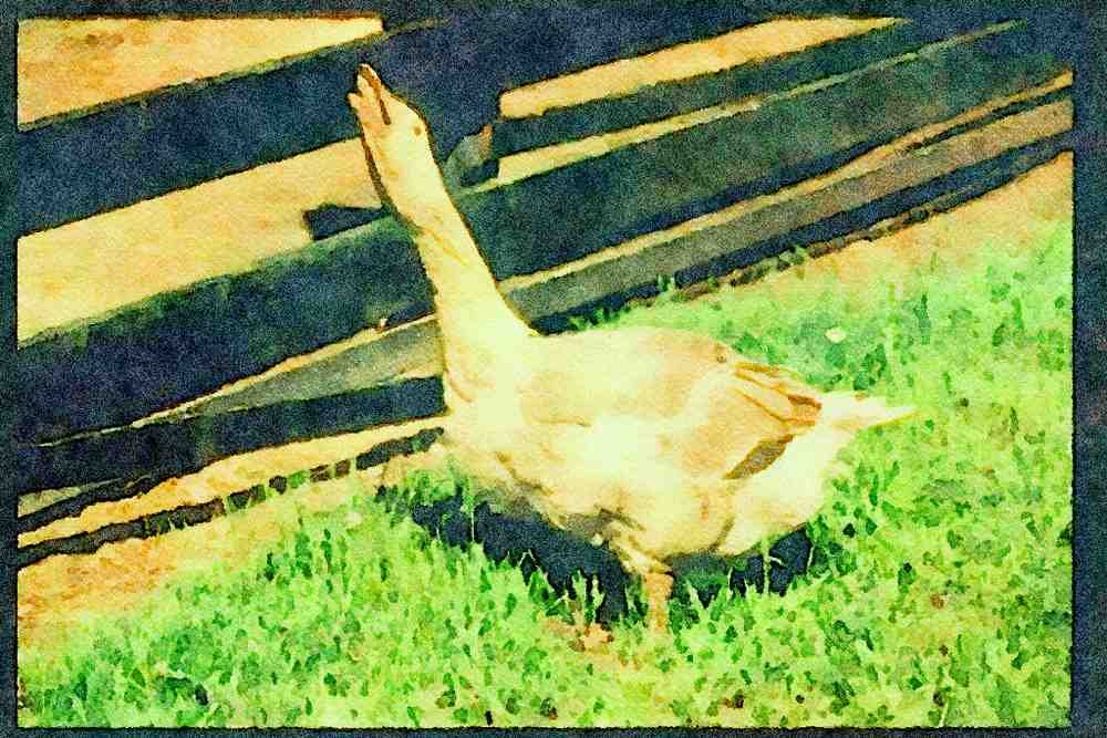Farm Animals 066007 Domestic Goose A4 Limited Edition Watercolour Print