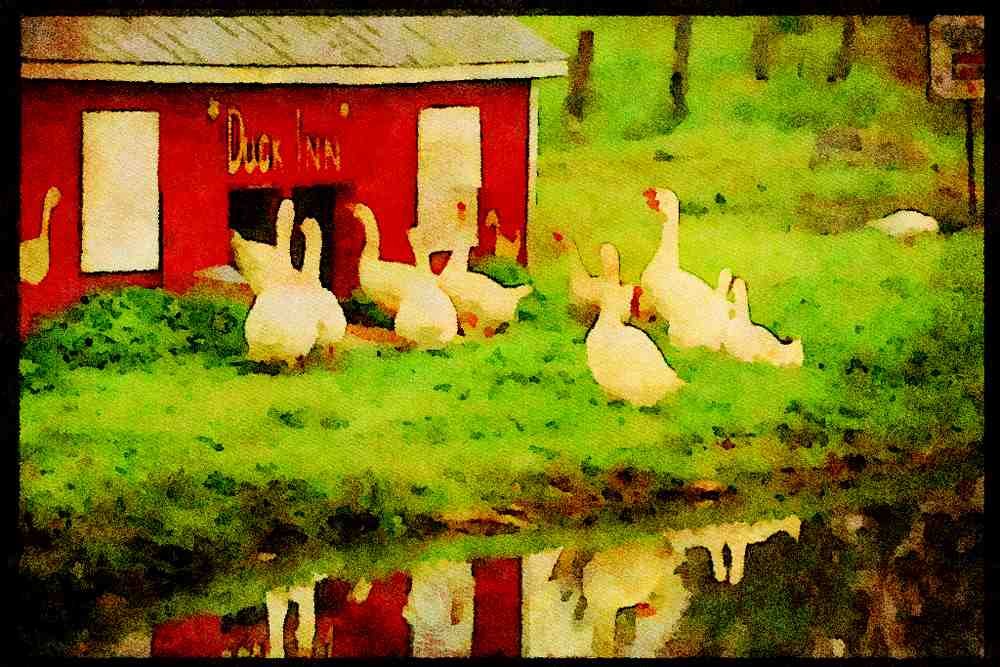 Farm Animals 066008 Domestic Geese And Ducks A4 Limited Edition Watercolour Print