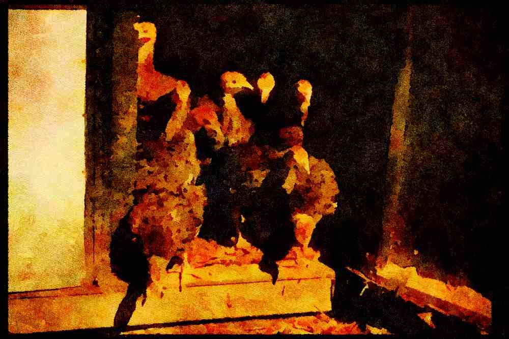 Farm Animals 066009 Baby Turkeys A4 Limited Edition Watercolour Print