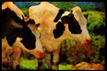 Farm Animals 066010 Holstein Dairy Cattle A4 Limited Edition Watercolour Print