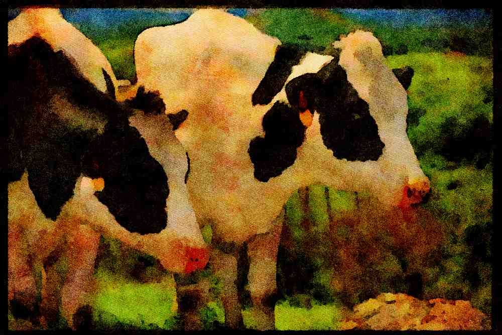 Farm Animals 066010 Holstein Dairy Cattle A4 Limited Edition Watercolour Print