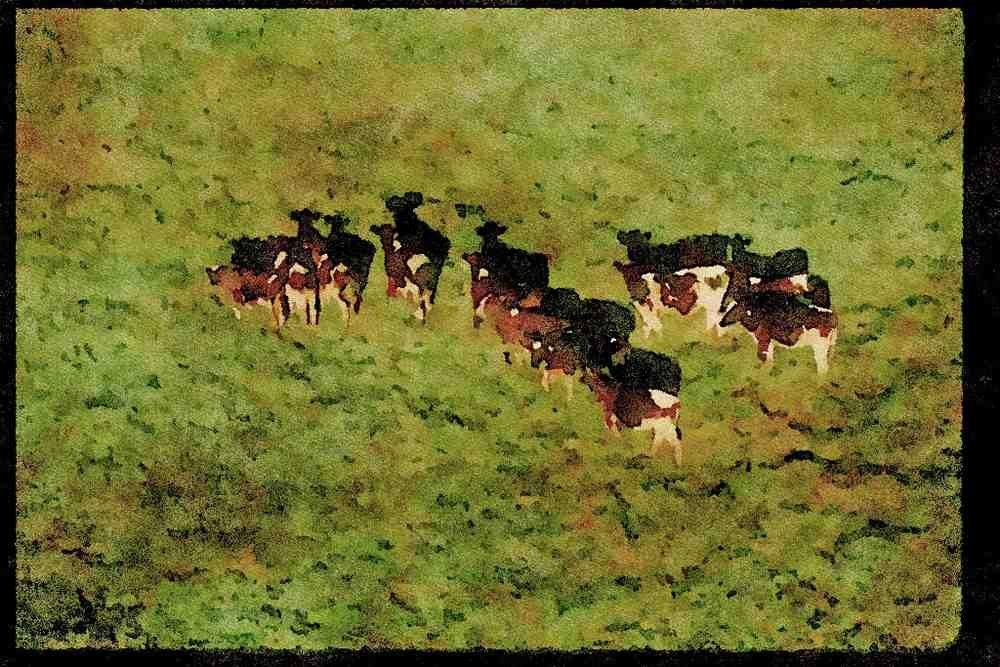 Farm Animals 066011 Holstein Dairy Cattle A4 Limited Edition Watercolour Print