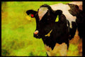 Farm Animals 066012 Holstein Dairy Cattle A4 Limited Edition Watercolour Print