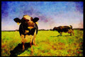 Farm Animals 066013 Holstein Dairy Cattle A4 Limited Edition Watercolour Print