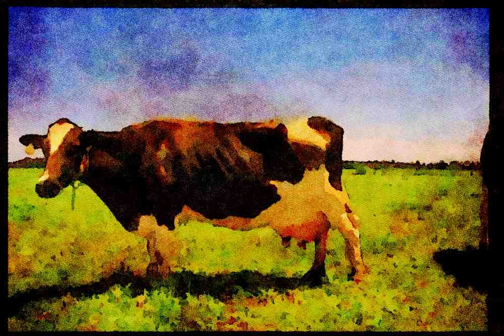 Farm Animals 066014 Holstein Dairy Cattle A4 Limited Edition Watercolour Print