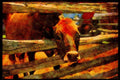 Farm Animals 066016 Cow A4 Limited Edition Watercolour Print