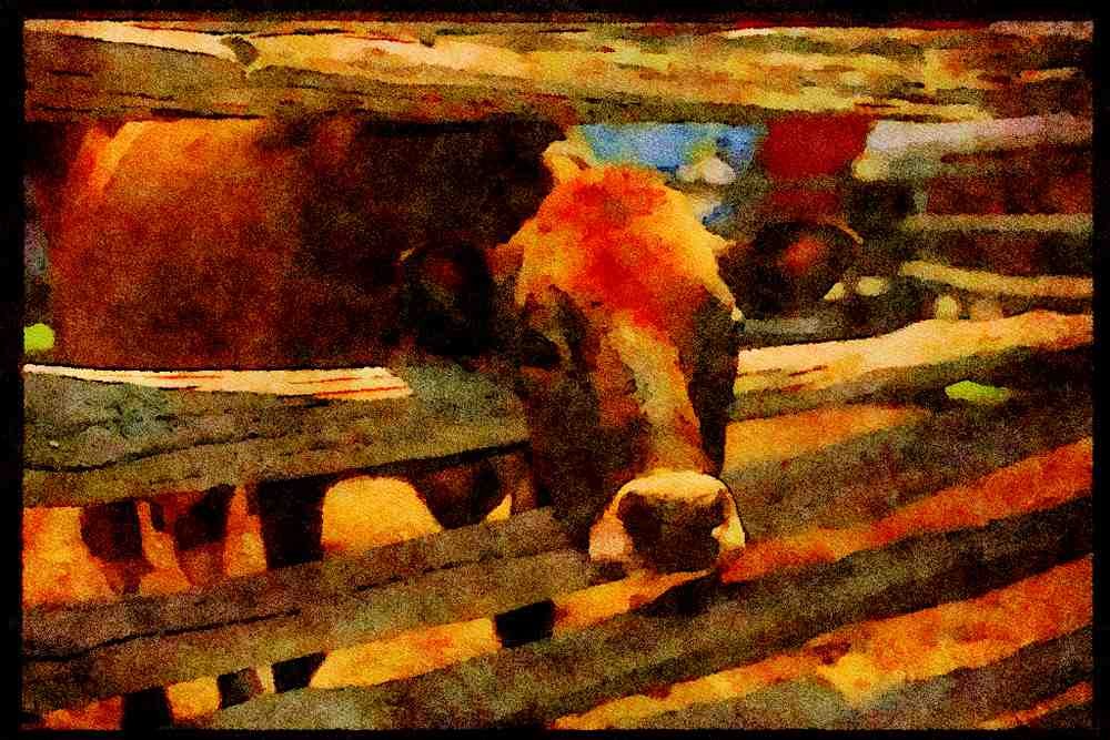 Farm Animals 066016 Cow A4 Limited Edition Watercolour Print