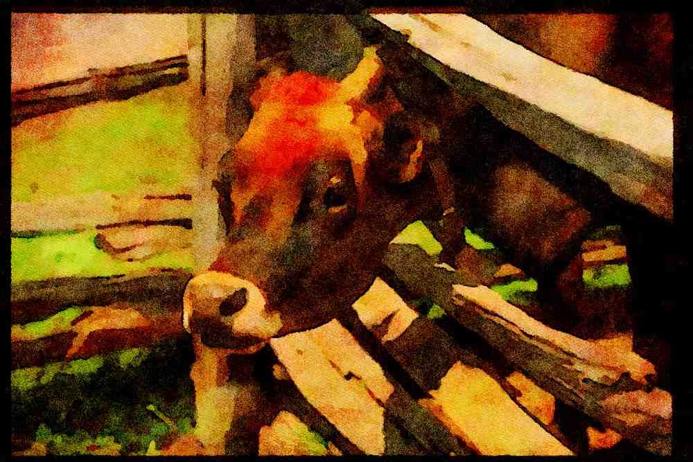 Farm Animals 066017 Cow A4 Limited Edition Watercolour Print