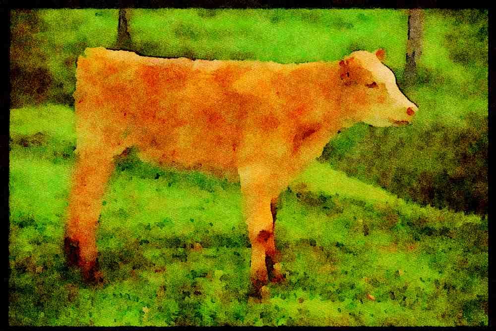 Farm Animals 066018 Calf A4 Limited Edition Watercolour Print