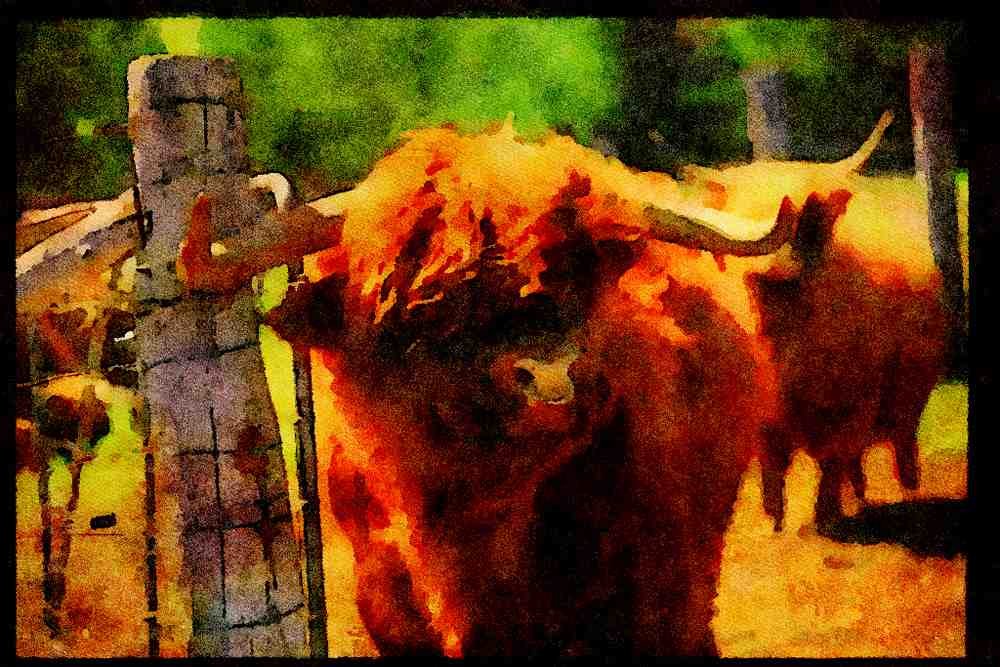 Farm Animals 066020 Bull A4 Limited Edition Watercolour Print