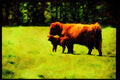 Farm Animals 066021 Bull And Calf A4 Limited Edition Watercolour Print
