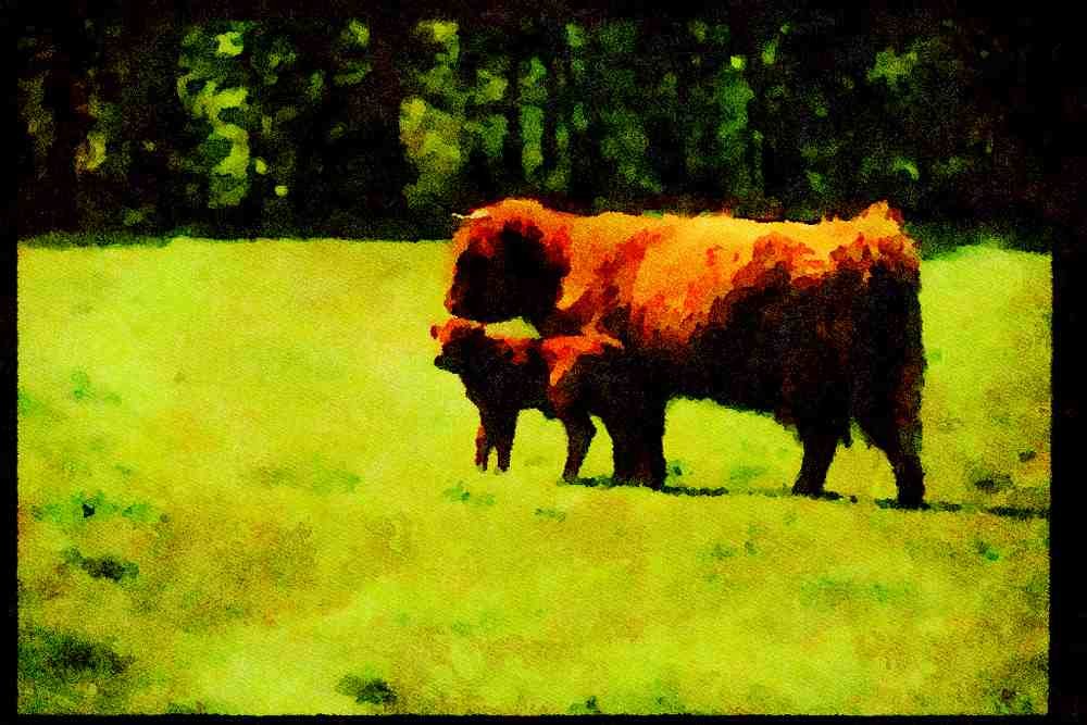 Farm Animals 066021 Bull And Calf A4 Limited Edition Watercolour Print