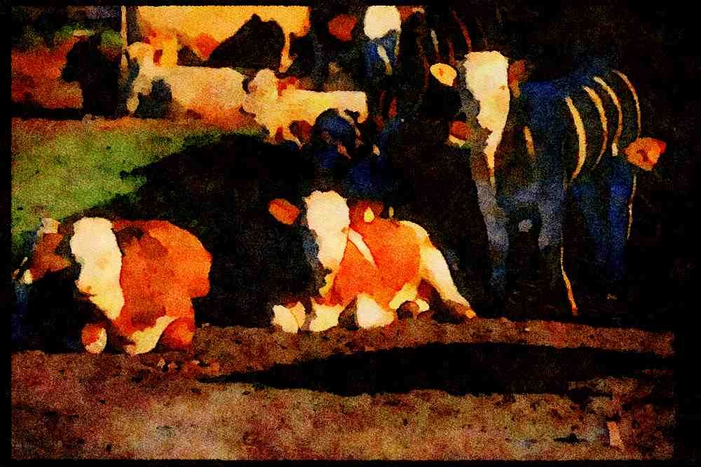 Farm Animals 066022 Cows A4 Limited Edition Watercolour Print