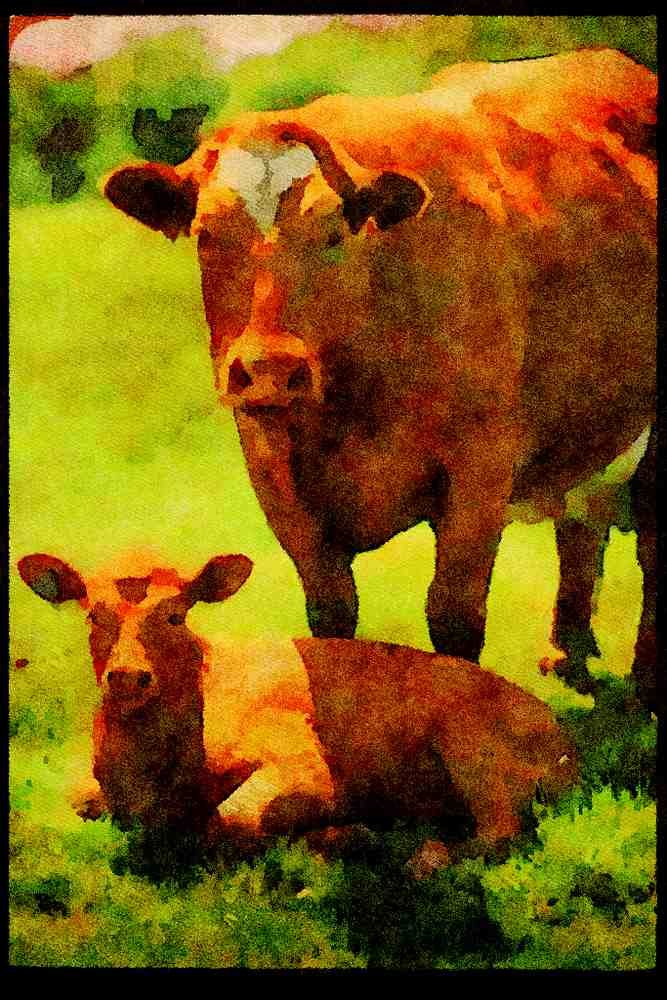Farm Animals 066025 Cow And Calf A4 Limited Edition Watercolour Print
